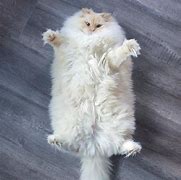 Image result for Large Ragdoll Cat