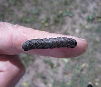 Image result for Variegated Cut Worm Moth Eggs