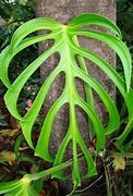 Image result for Monstera Sierrana