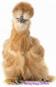 Image result for Cute Silkie Chickens