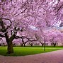 Image result for Cherry Blossom Flower