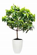 Image result for Avocado Tree in India