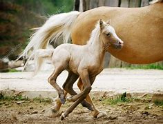 Image result for Ffestiniog Welsh Pony