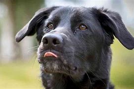 Image result for German Shepherd Lab Mix