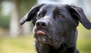 Image result for German Shepherd Mix with Labrador