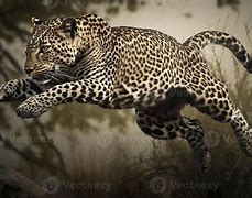 Image result for Leopard Jumps Over