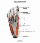 Image result for Bottom of Foot Muscles