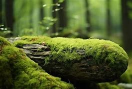 Image result for Log Covered in Moss