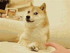 Image result for Yaco Doge GIF