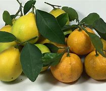 Image result for Citrus Harvest