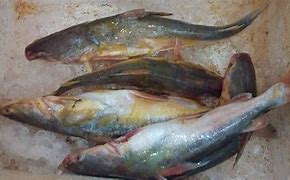 Image result for Ikan Udun Laut