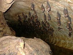 Image result for bat habitat