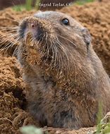 Image result for Pictures of Gophers