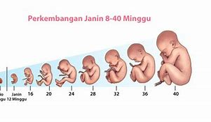 Image result for Janin 12 Minggu