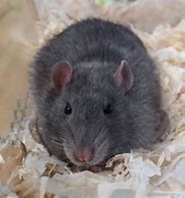 Image result for Russian Blue Fancy Rat