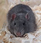 Image result for Russian Blue Rat