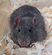 Image result for Russian Blue Lightning Blaze Variegated Rat