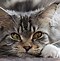 Image result for Evil Witch Cat