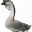 Image result for African Grey Goose