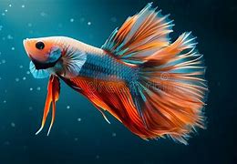 Image result for Blue Fish with Long Tail Fin