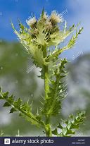 Image result for Scothc Thistle Weed