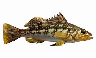 Image result for Calikuranchu Fish