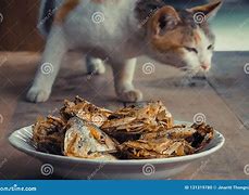 Image result for Drip Fry Cat