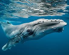 Image result for Humpback Whale