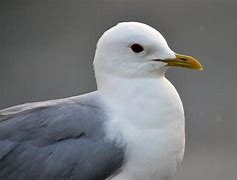 Image result for Who Eats Seagulls