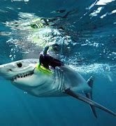 Image result for Black Shark Deep Water