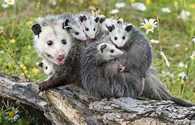 Image result for Possum Babies