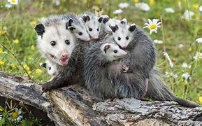 Image result for Opossum Babies