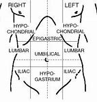 Image result for Anatomical Position Blank Diagram