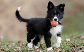 Image result for Border Collie Temperament