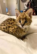 Image result for Serval Cat Lynx