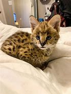 Image result for Half Serval Cat