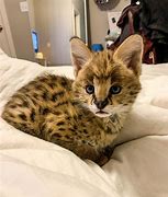 Image result for Silver Serval Cat