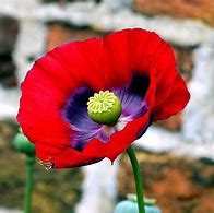 Image result for One Poppy Flower