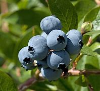 Image result for Blueberry Bloom