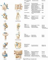 Image result for Cartilaginous Joints Function