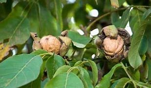 Image result for Walnut Gather