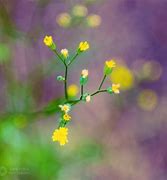 Image result for Flower Bokeh