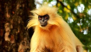 Image result for Orange Langur