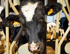 Image result for Friesian Cow Showing