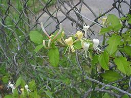 Image result for Lonicera