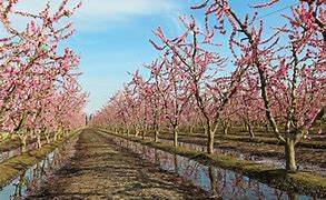 Image result for French Peach Orchard