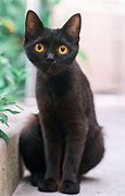 Image result for Gray Cat with Orange Eyes