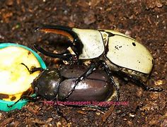 Image result for Hercules Beetle Pupa