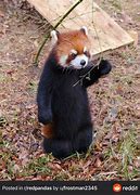 Image result for Red Panda Stance