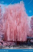 Image result for Calm Willow Tree